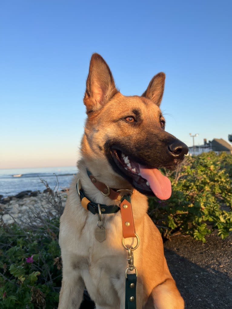 Everhett, a German Shepherd Dog and Australian Cattle Dog mix tested with EmbarkVet.com