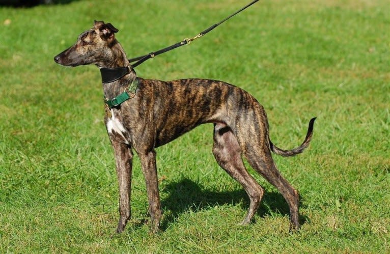 Remy, a Whippet tested with EmbarkVet.com