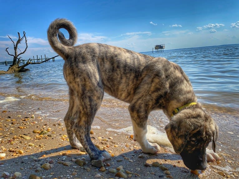 Temujin, the Heartbreaker, an Anatolian Shepherd Dog (5.6% unresolved) tested with EmbarkVet.com