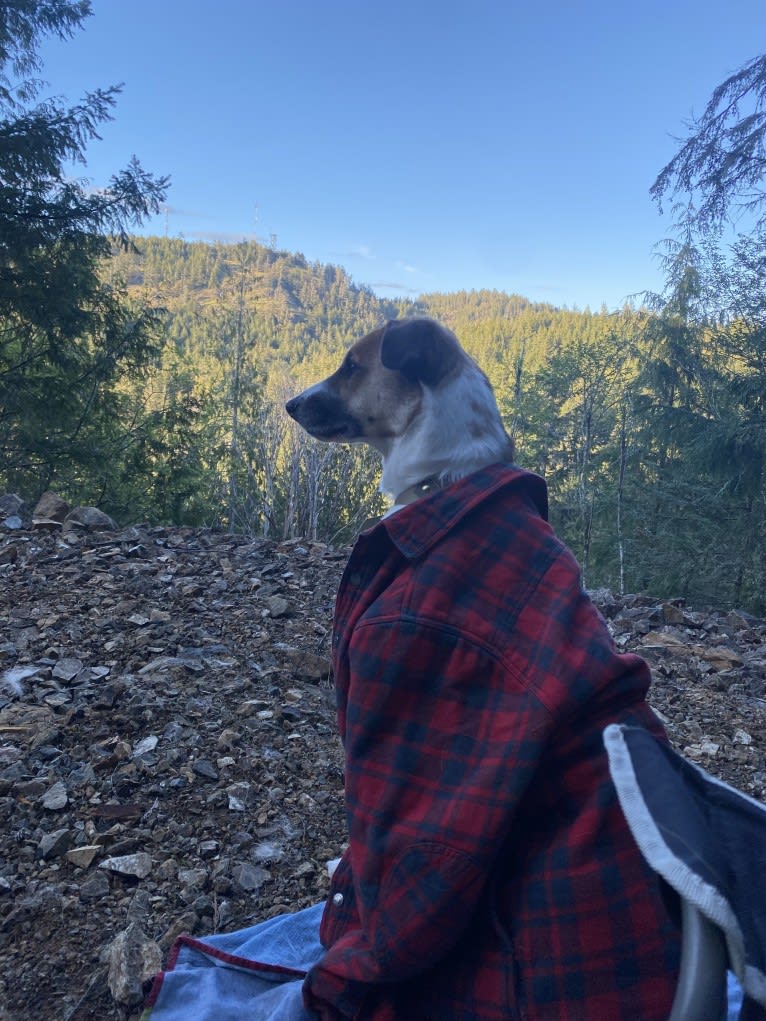 Milo, a West Asian Village Dog tested with EmbarkVet.com