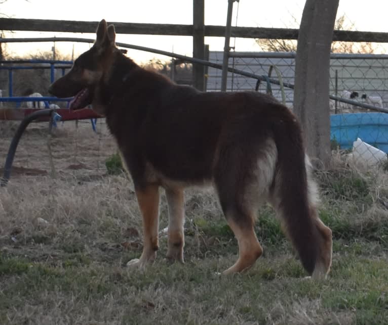 Bell's whiskey bear von Wolfgang haus, a German Shepherd Dog tested with EmbarkVet.com