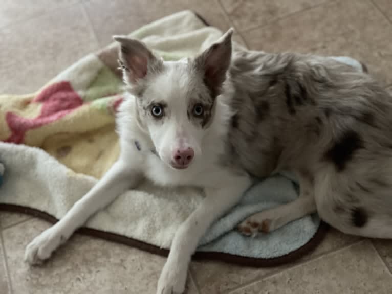 Viva, a Border Collie tested with EmbarkVet.com