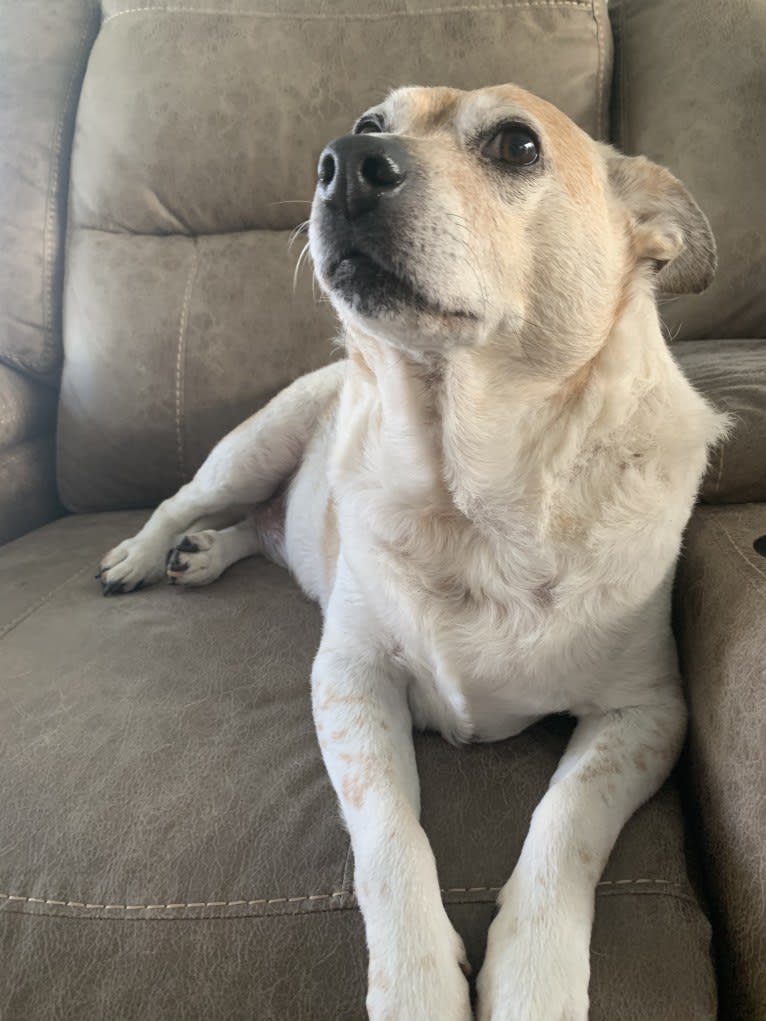 Sammy, an Australian Cattle Dog and Pug mix tested with EmbarkVet.com