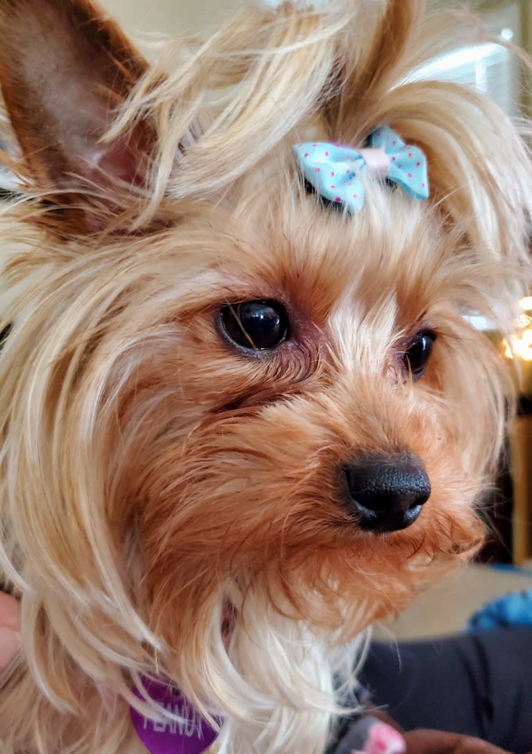 Peanut the yorkie hotsell
