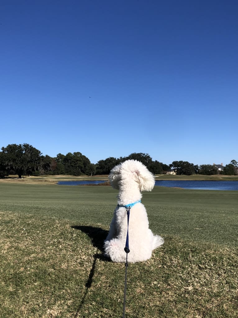 Peyton, a Poodle (Small) tested with EmbarkVet.com