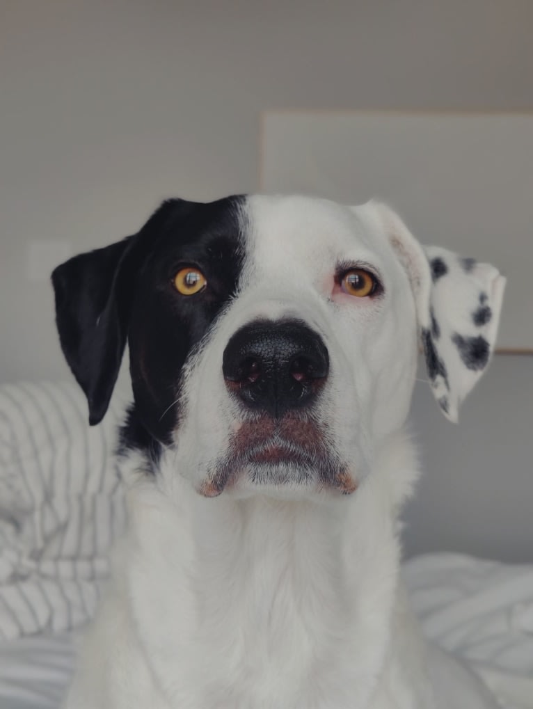 Chance, a German Shorthaired Pointer and Border Collie mix tested with EmbarkVet.com