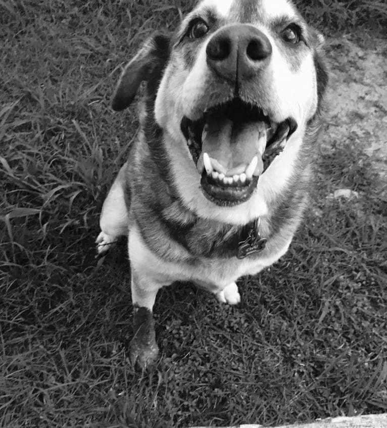 Chu, a Labrador Retriever and Siberian Husky mix tested with EmbarkVet.com