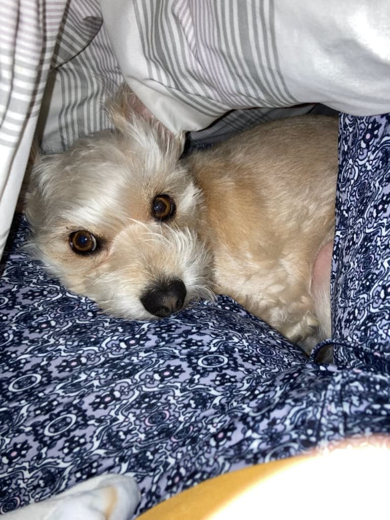 Tater Tot, a Maltese and Miniature Pinscher mix tested with EmbarkVet.com