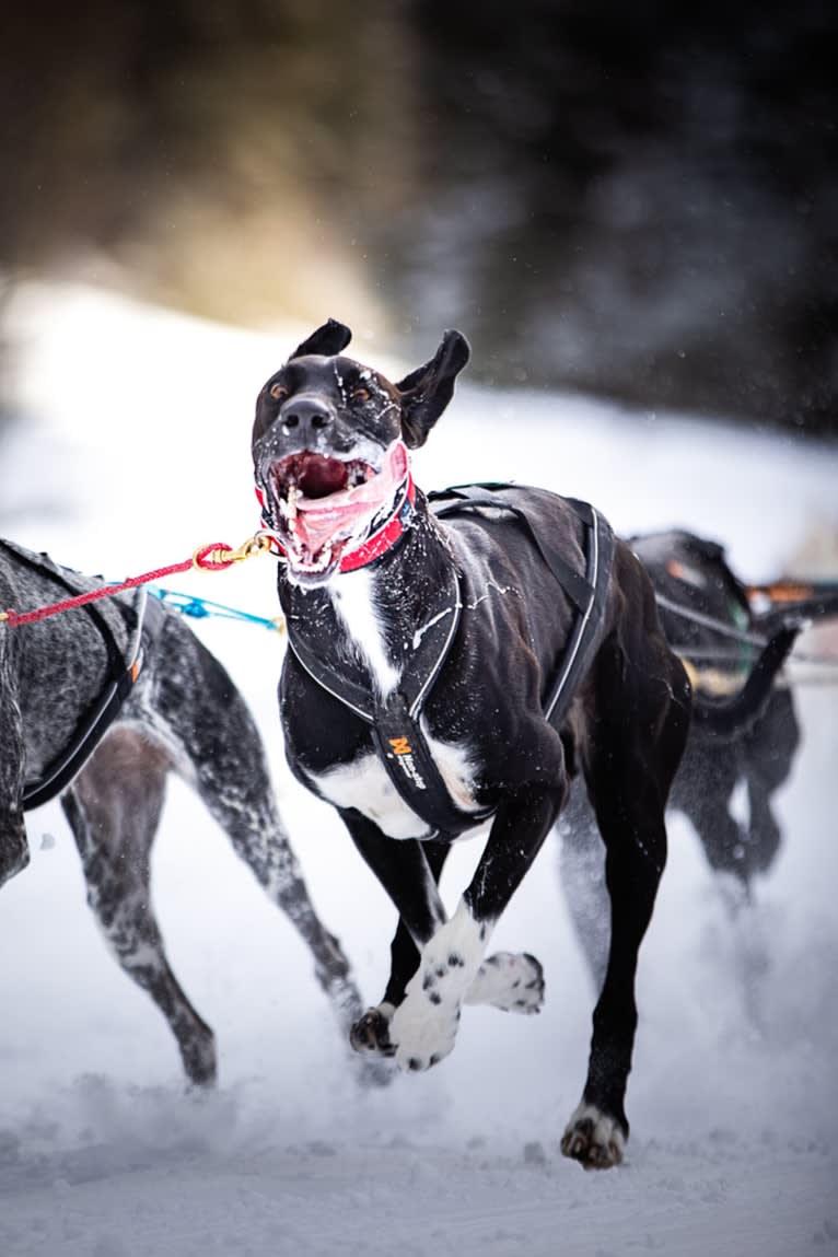 Astro Boots, an Alaskan-type Husky and German Shorthaired Pointer mix tested with EmbarkVet.com