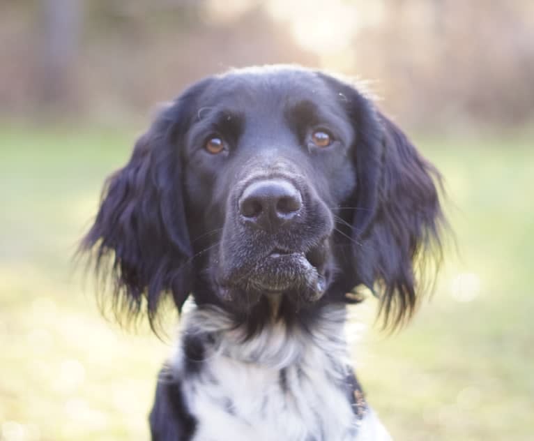 Otto, a Munsterlander (Large) tested with EmbarkVet.com