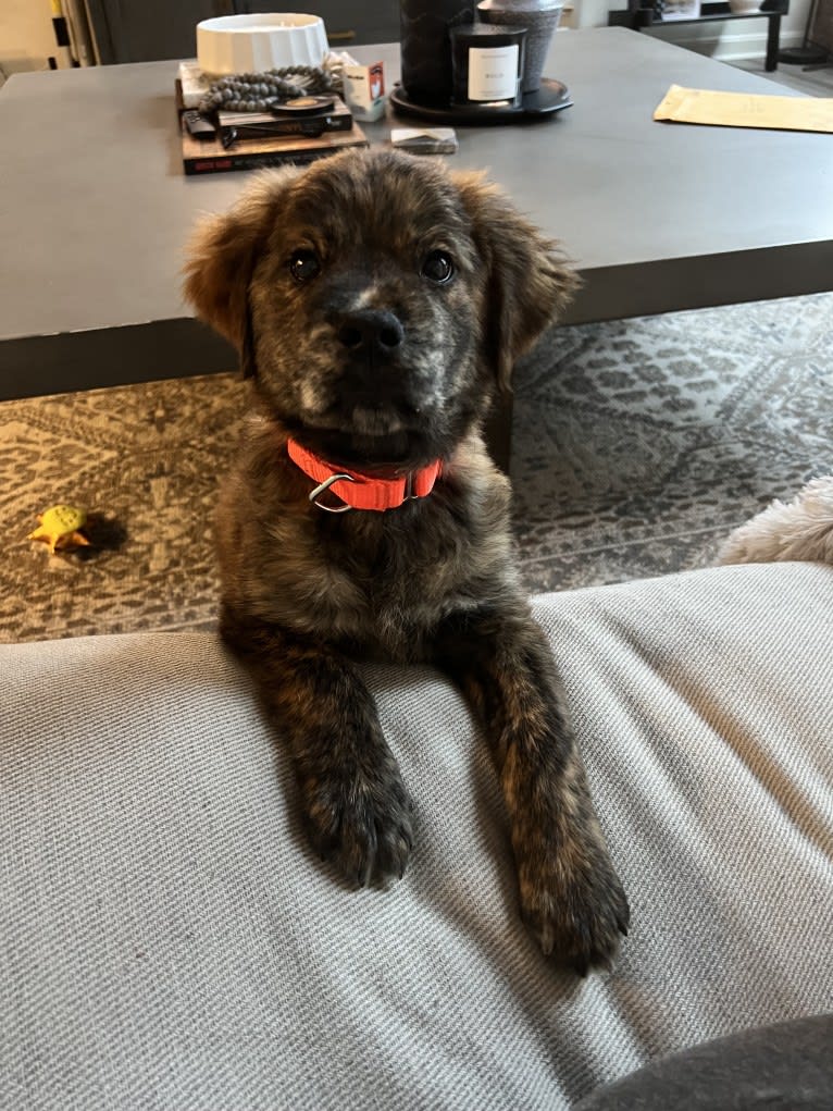 Rudder, a Labrador Retriever and Chow Chow mix tested with EmbarkVet.com