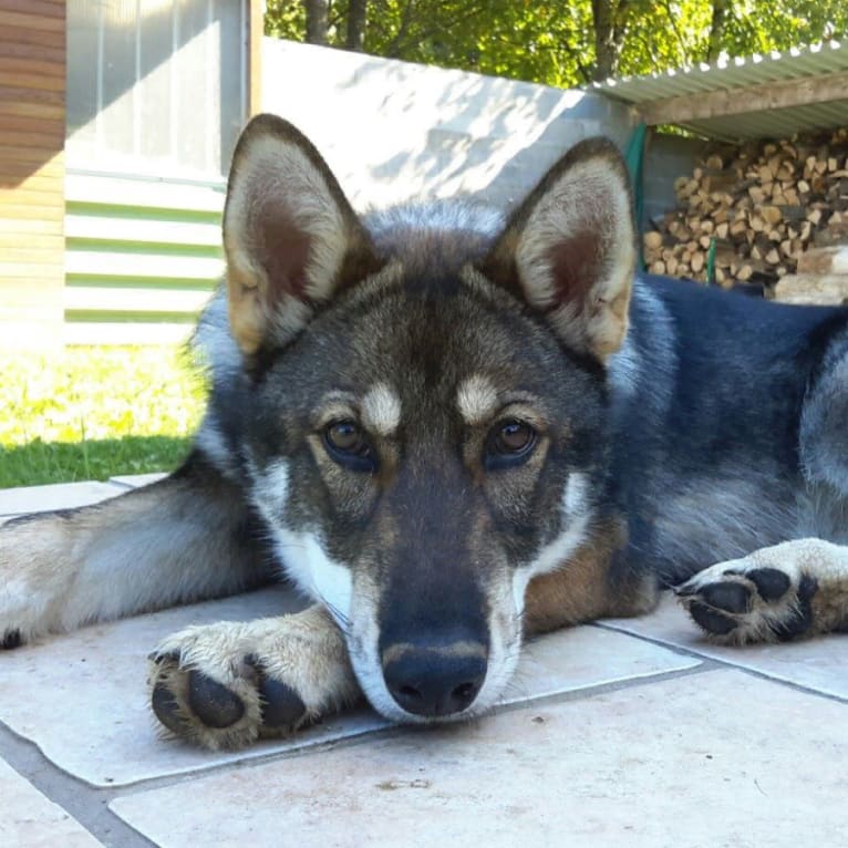 Makea a dog tested with EmbarkVet.com