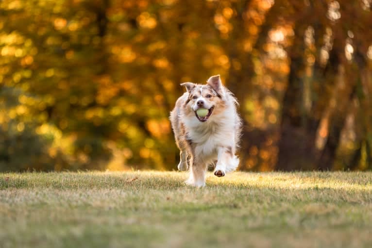 Neville, an Australian Shepherd tested with EmbarkVet.com