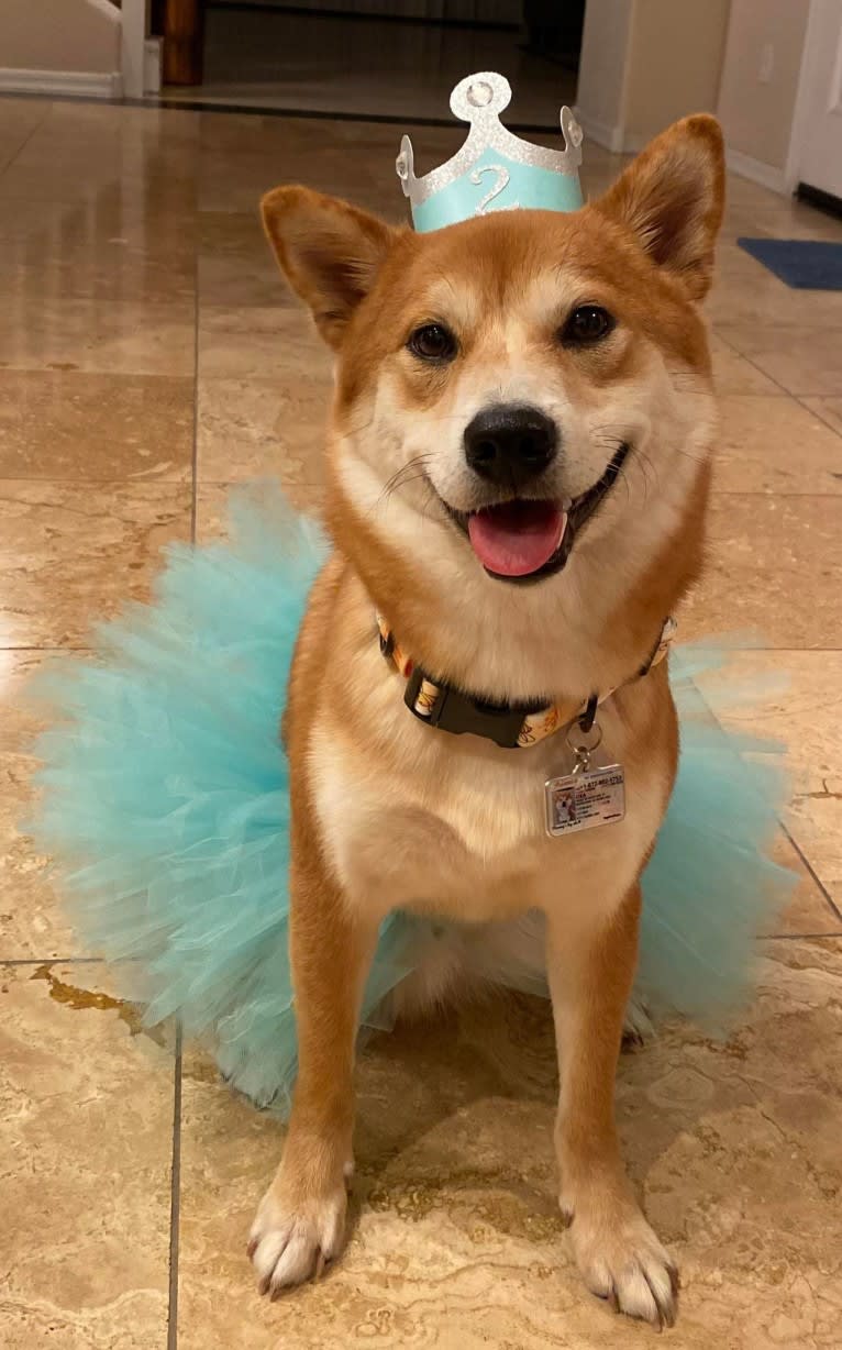 Oka, a Shiba Inu tested with EmbarkVet.com