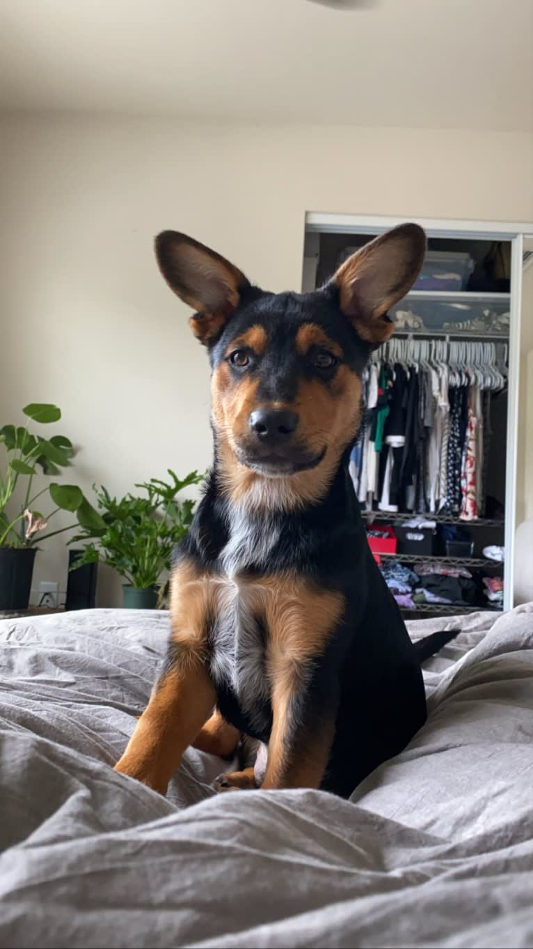 Gimli, an Australian Cattle Dog and Rottweiler mix tested with EmbarkVet.com