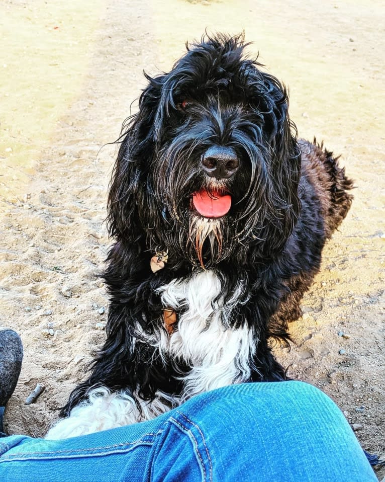 Moo Moo, a Portuguese Water Dog tested with EmbarkVet.com