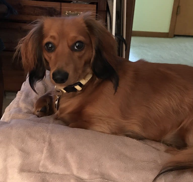 Hattie, a Dachshund (4.3% unresolved) tested with EmbarkVet.com