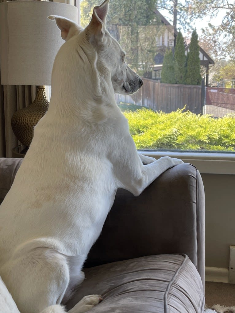 Darwin, a Chow Chow and Labrador Retriever mix tested with EmbarkVet.com