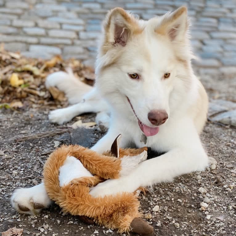 Odie, a Siberian Husky and Australian Cattle Dog mix tested with EmbarkVet.com