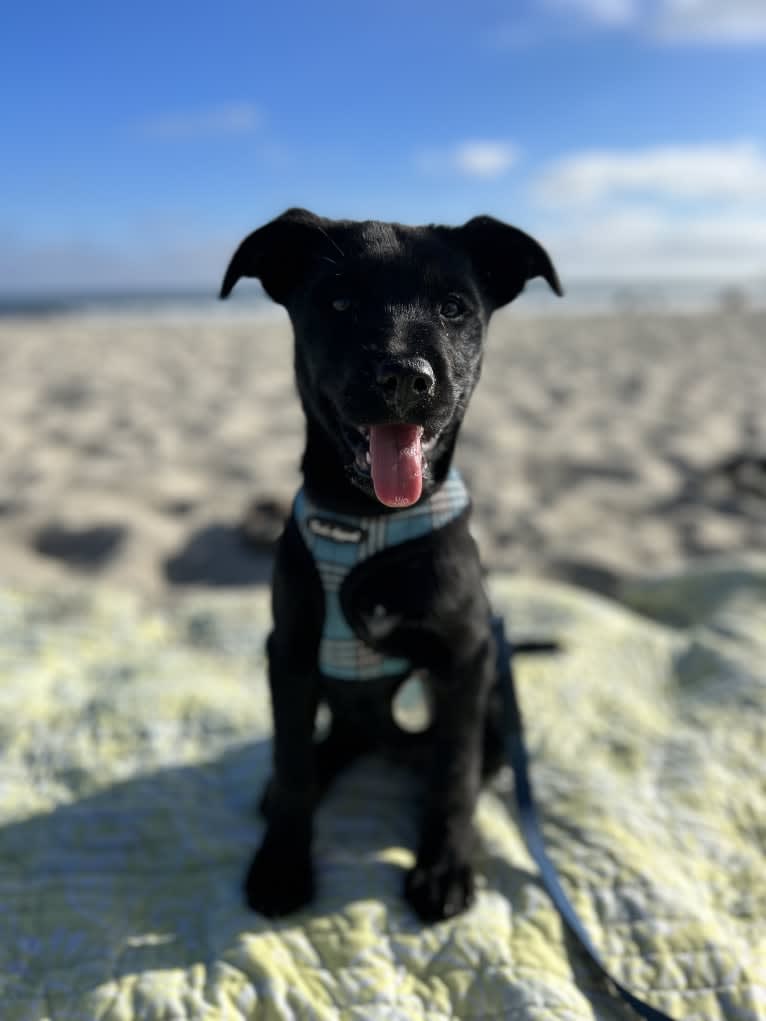 Rio, a Rottweiler and Golden Retriever mix tested with EmbarkVet.com