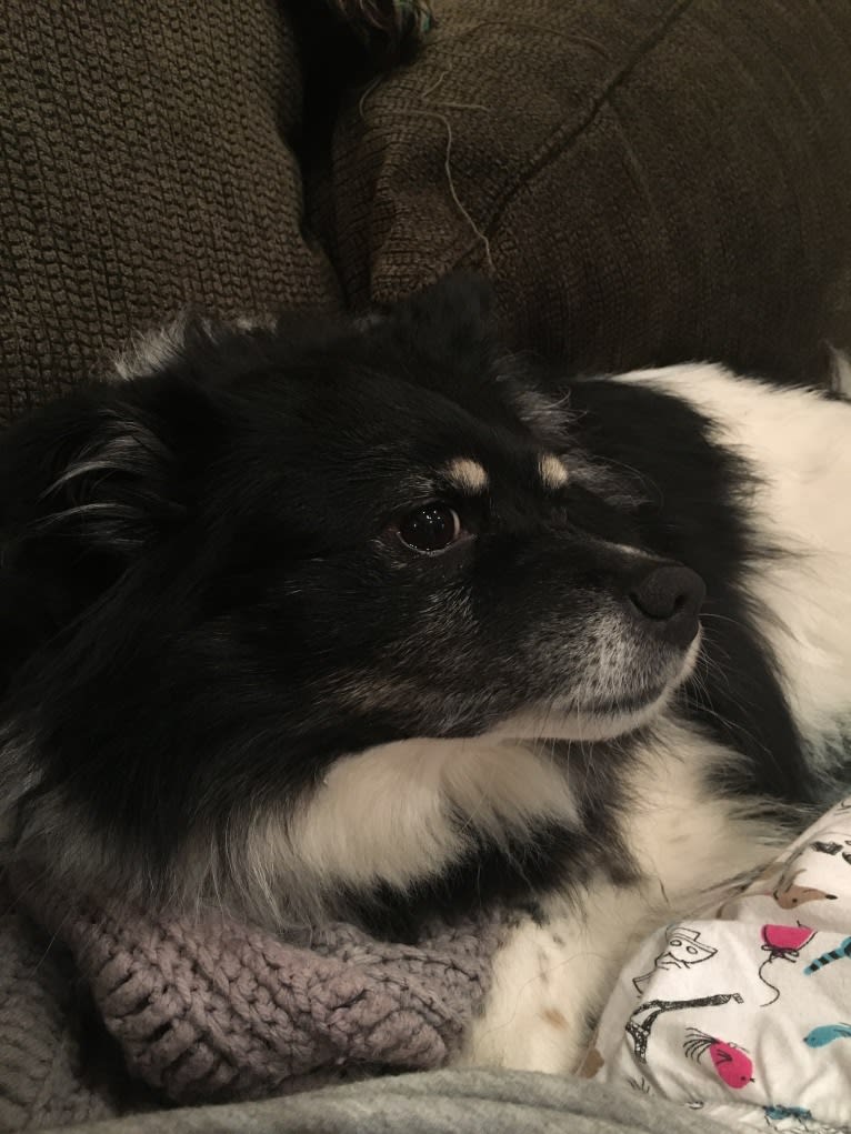 Piper, an American Eskimo Dog and Pomeranian mix tested with EmbarkVet.com