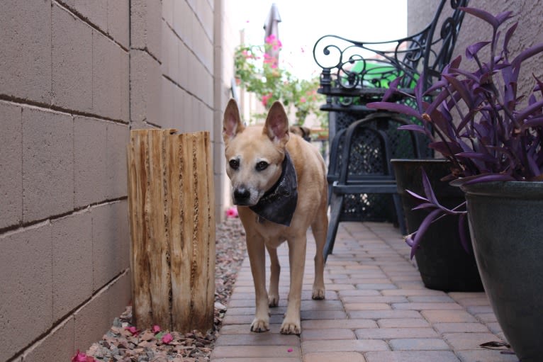 Bowzer, a Chow Chow and American Pit Bull Terrier mix tested with EmbarkVet.com