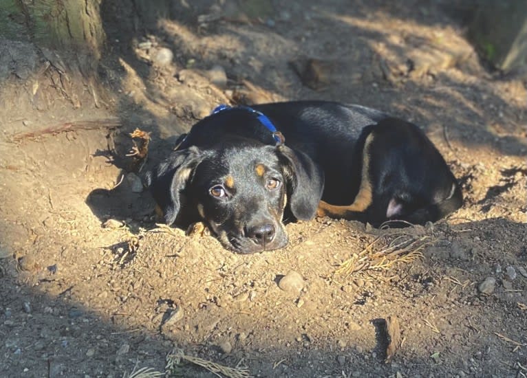 Benjamin, an American Pit Bull Terrier and German Shepherd Dog mix tested with EmbarkVet.com