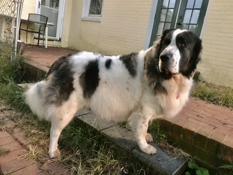 Caterina, a Pyrenean Mastiff tested with EmbarkVet.com