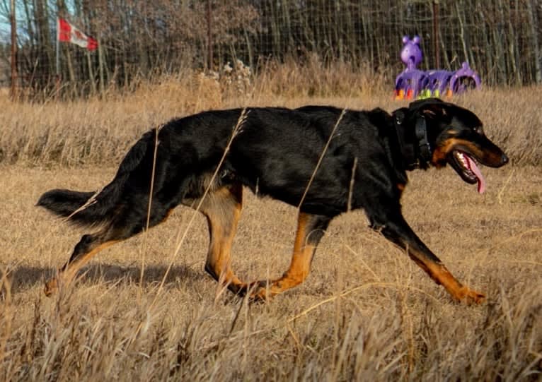 Thanos le Coeur Pur, a Beauceron tested with EmbarkVet.com