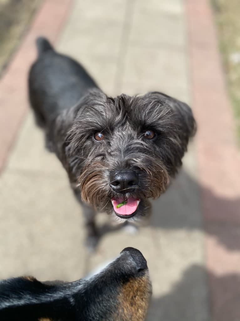 Poppy, a Miniature Schnauzer tested with EmbarkVet.com