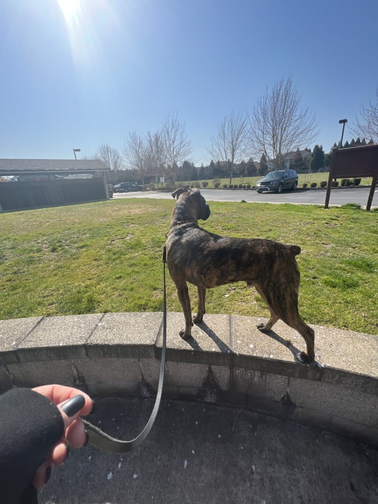 Ozzy, a Boxer and American Bulldog mix tested with EmbarkVet.com