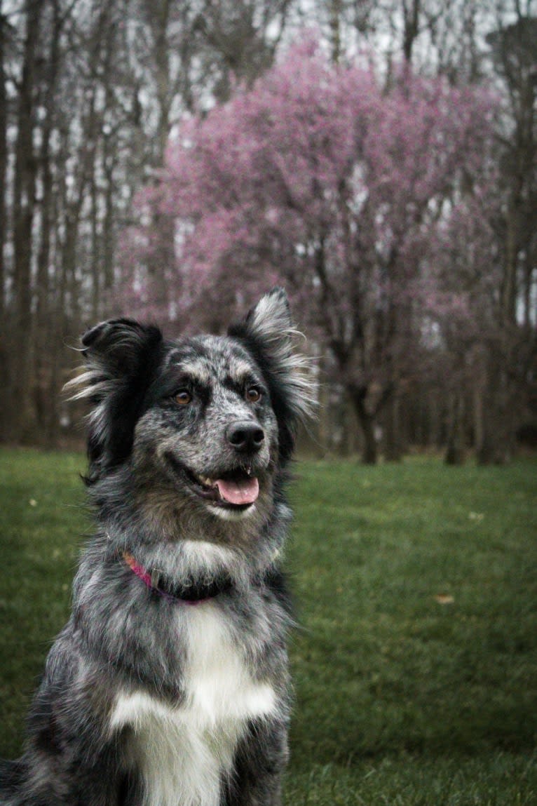 Dakota, an Australian Shepherd tested with EmbarkVet.com