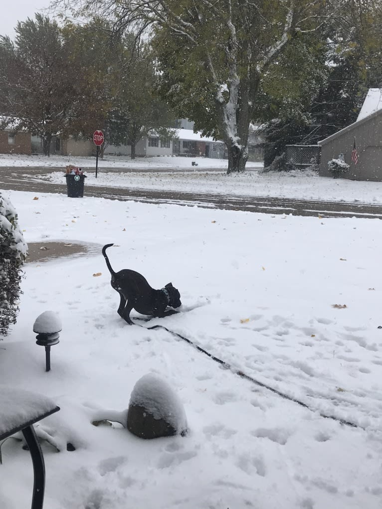 Kevlar, a Catahoula Leopard Dog and Mountain Cur mix tested with EmbarkVet.com