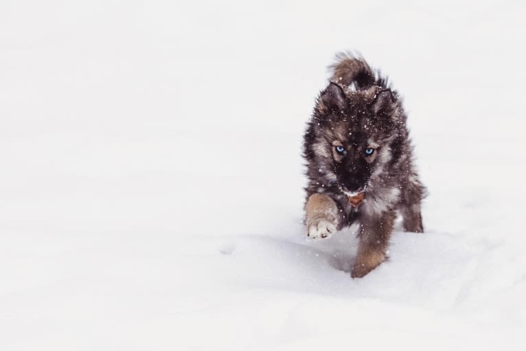 Photo of Kaia, a Siberian Husky  in Menasha, WI, USA
