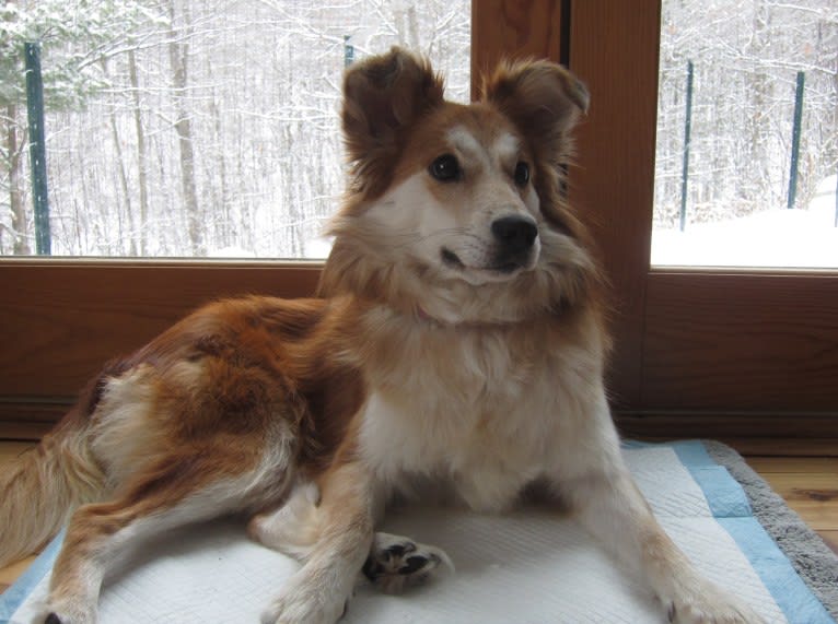 Kaylee, a Labrador Retriever and Samoyed mix tested with EmbarkVet.com