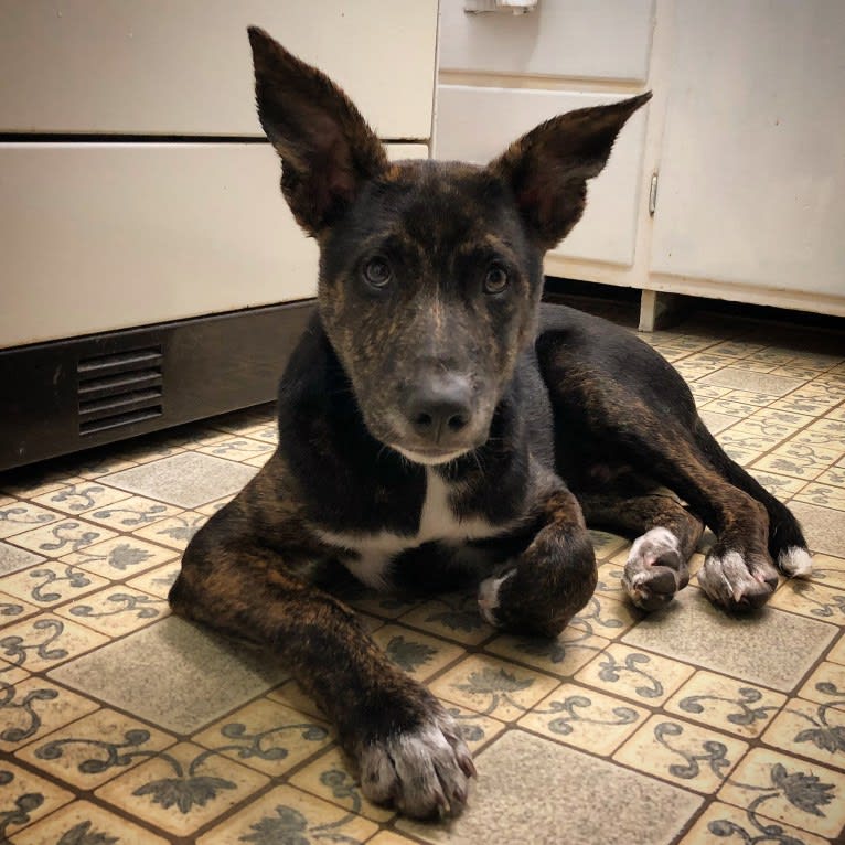 Lars, a German Shepherd Dog and Collie mix tested with EmbarkVet.com