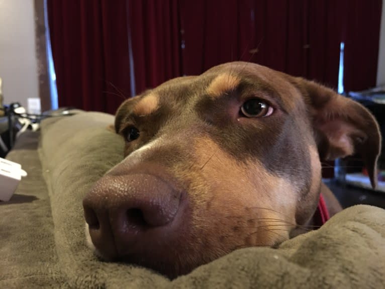 Beach's Dorie Jade, a Catahoula Leopard Dog tested with EmbarkVet.com