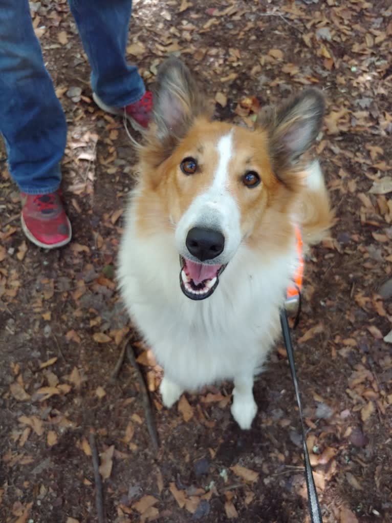 Vega, a Collie and English Shepherd mix tested with EmbarkVet.com