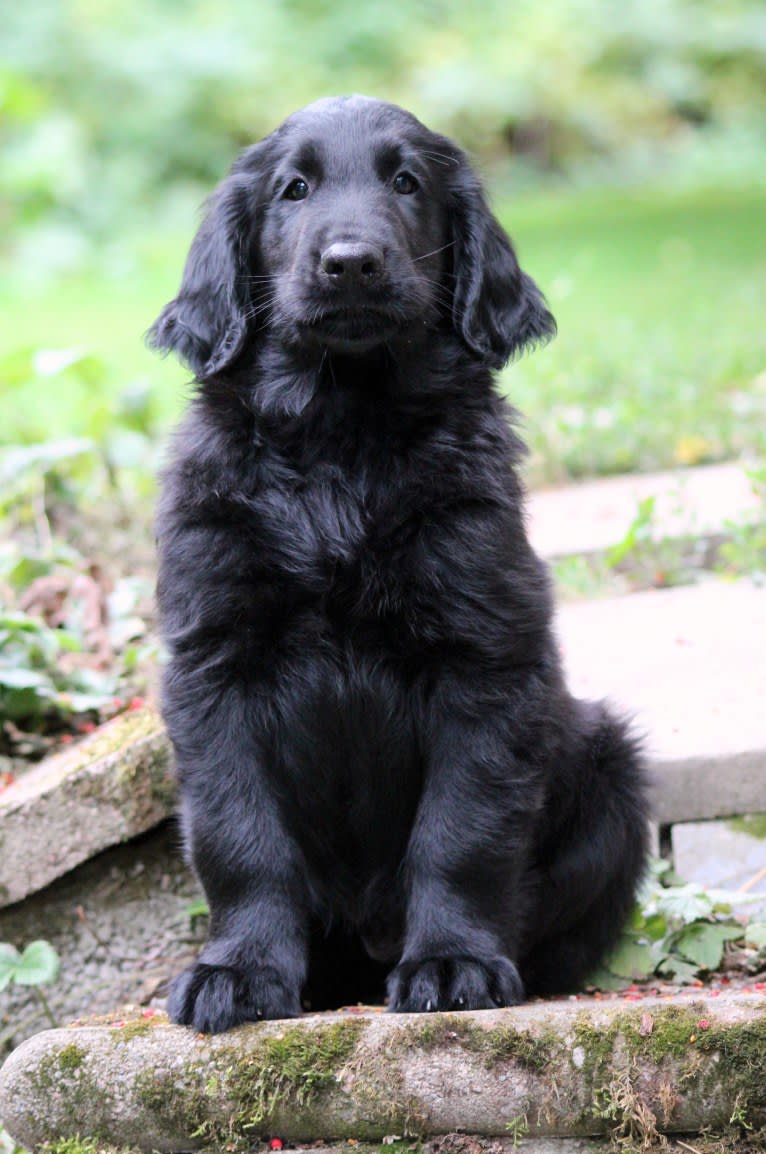 Eros, a Flat-Coated Retriever tested with EmbarkVet.com