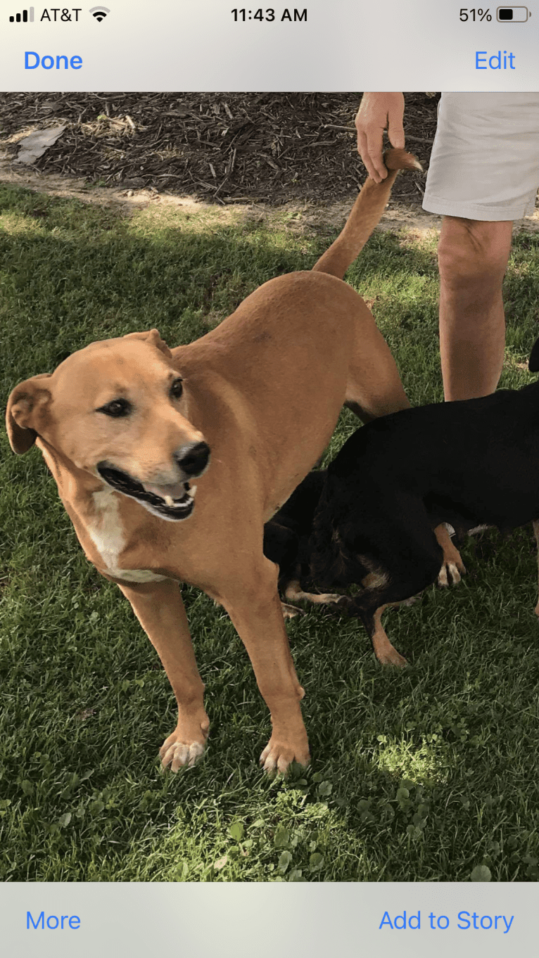 Emma, an Australian Cattle Dog and American Pit Bull Terrier mix tested with EmbarkVet.com