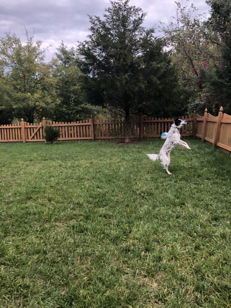 Cooper Tornado, a German Shepherd Dog and Australian Cattle Dog mix tested with EmbarkVet.com