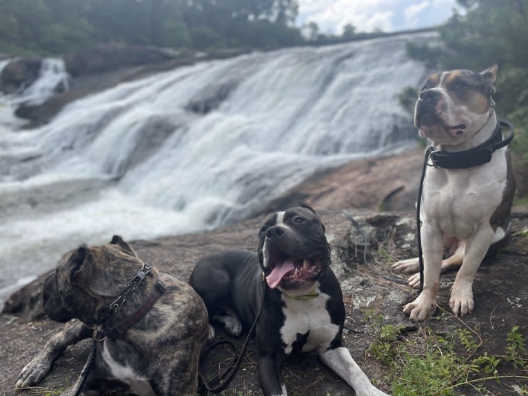 Koda, an American Bully tested with EmbarkVet.com