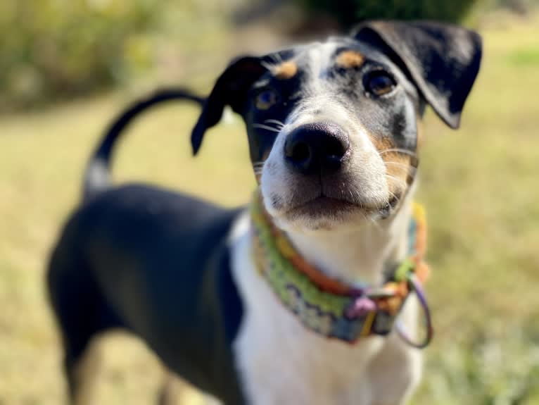 Ally, a Russell-type Terrier and American Pit Bull Terrier mix tested with EmbarkVet.com