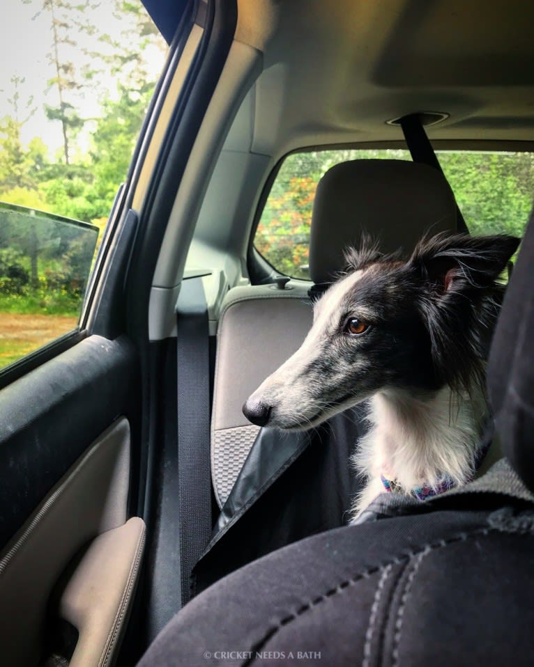 Windspirit Godiva (aka CRICKET ... Needs A Bath), a Silken Windhound tested with EmbarkVet.com