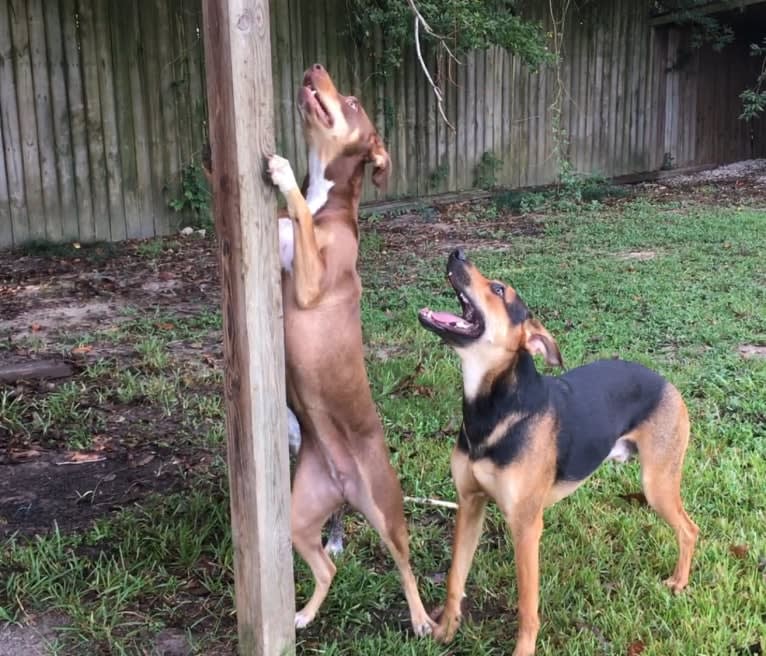 Beach's Dorie Jade, a Catahoula Leopard Dog tested with EmbarkVet.com