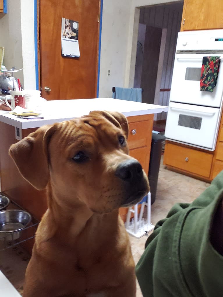 Ollie, an American Bulldog and Chow Chow mix tested with EmbarkVet.com