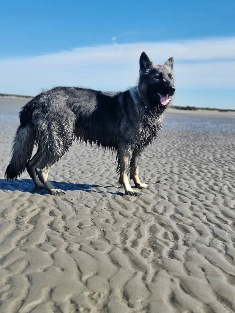 Liesl, a German Shepherd Dog tested with EmbarkVet.com