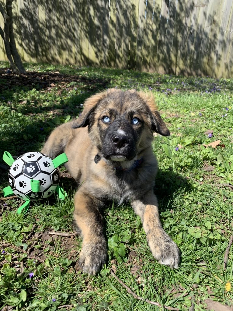 Finn, a Great Pyrenees and Siberian Husky mix tested with EmbarkVet.com