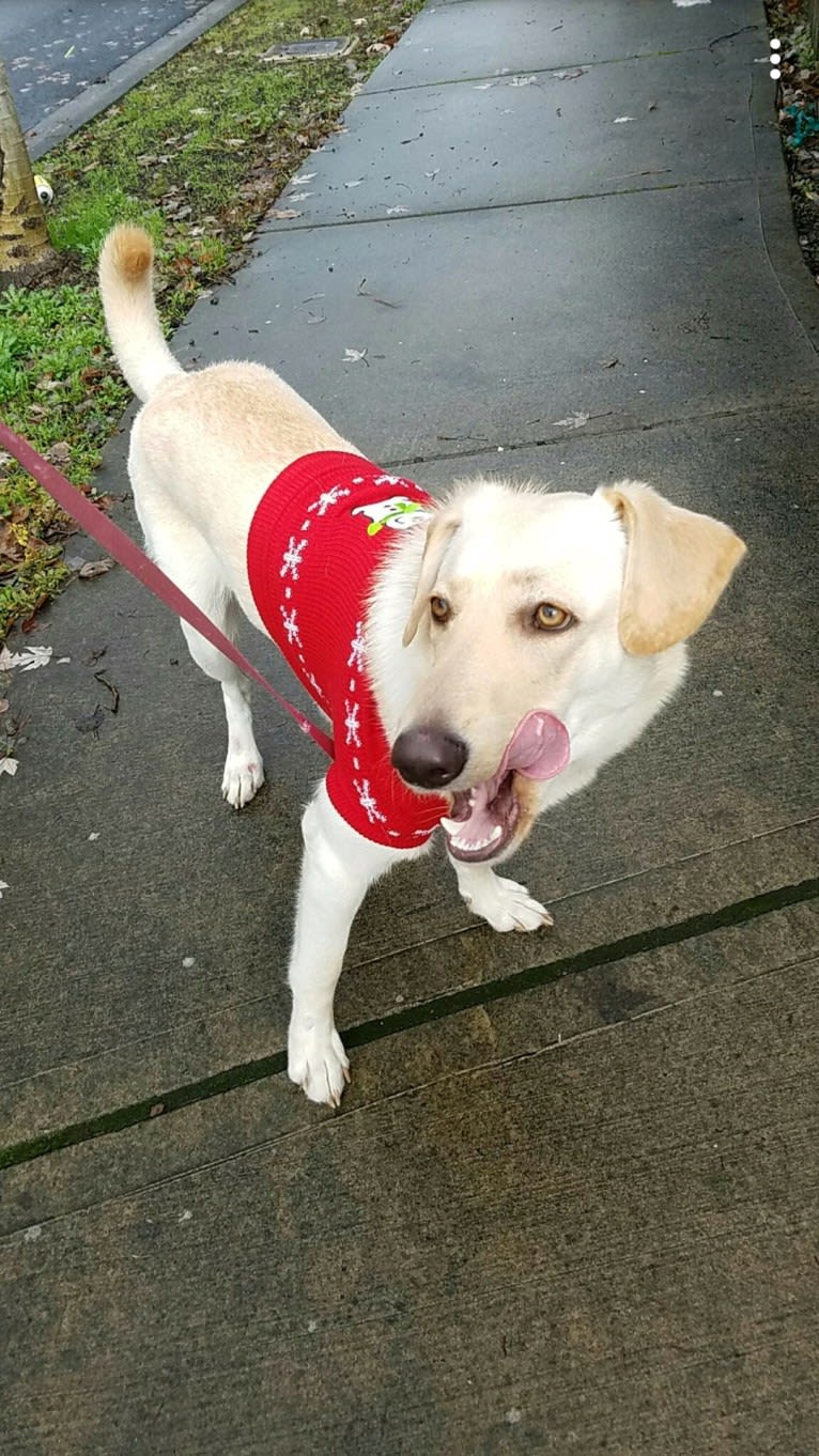 Bella, a German Shepherd Dog and Labrador Retriever mix tested with EmbarkVet.com