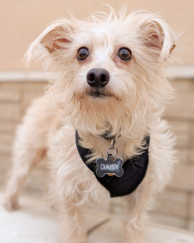 Daisy, a Chihuahua and Poodle (Small) mix tested with EmbarkVet.com